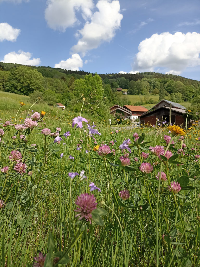 Frühling in Irlmühl