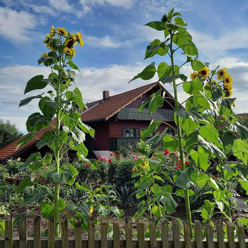 Bauernhof Irlmühl in Schwarzach zwischen Straubing und Deggendorf